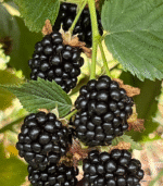 Black Berry - Image 2